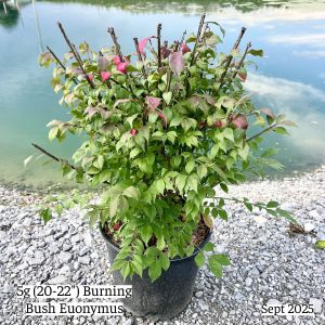 September 2025 5g Burning Bush Euonymus Website